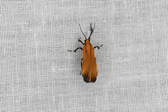 Lycomorphodes sordida