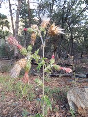 Cirsium arizonicum