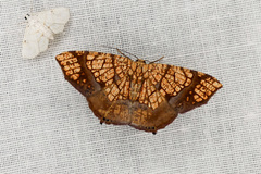 Nematocampa completa