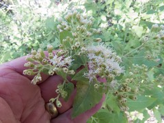 Ageratina herbacea