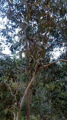 Eucalyptus alba