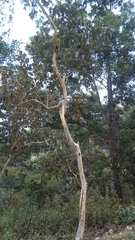 Eucalyptus alba