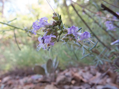 Ipomopsis multiflora