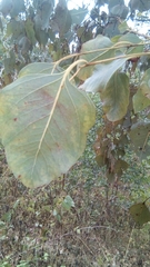 Eucalyptus alba