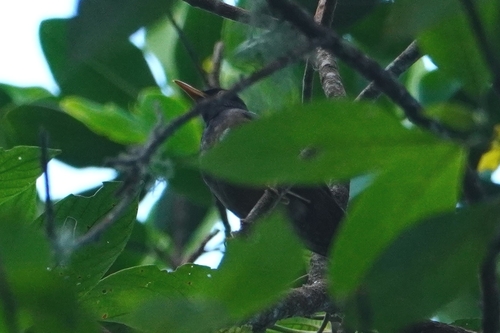 Black-hooded Thrush (Turdus olivater), photo 1