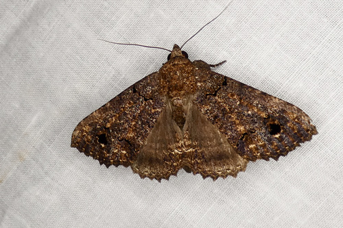 Pseudbarydia