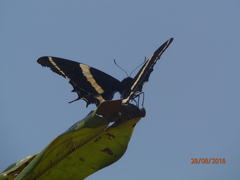 Papilio garamas garamas