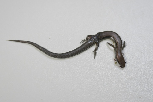 Stuart’s Forest Skink, Scincella incerta