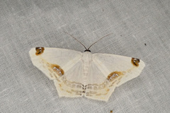 Sericoptera area