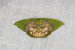 Tachychlora amilletes