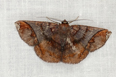 Thysanopyga abdominaria