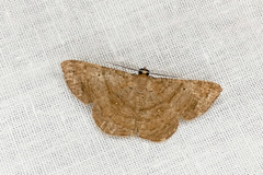 Parilexia cermala
