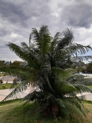 Cycas rumphii