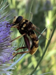 Milesia crabroniformis