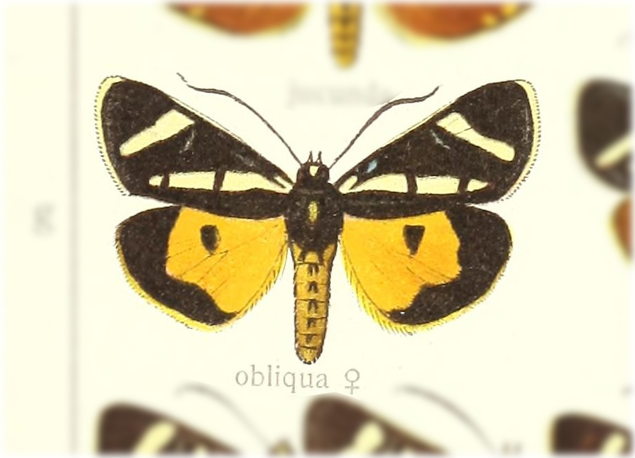 Aegocera obliqua