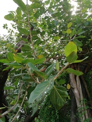 Ficus benghalensis