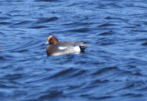 Eurasian Wigeon