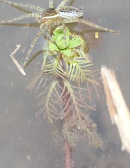 Proserpinaca pectinata