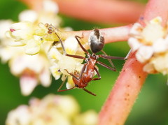 Camponotus wiederkehri