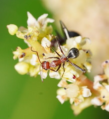 Camponotus wiederkehri