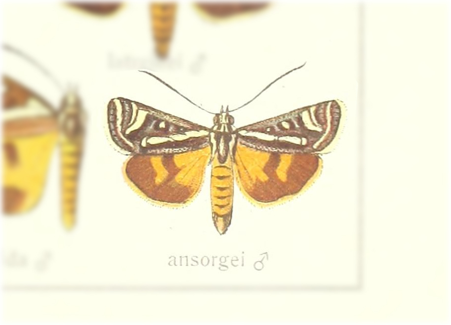 Mitrophrys ansorgei