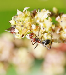 Camponotus wiederkehri
