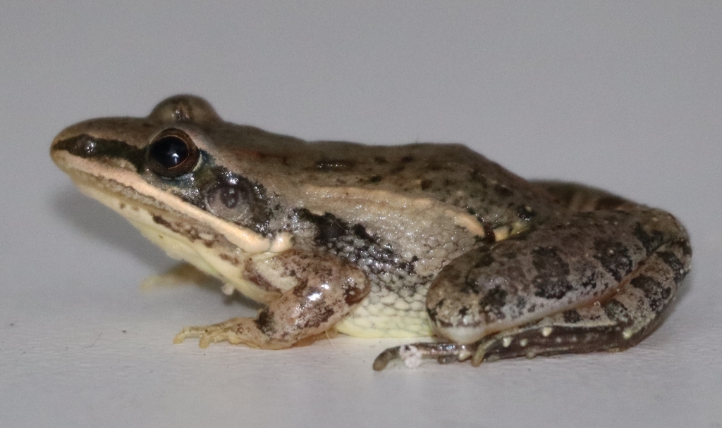 Mapach Ridged-Frog