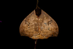 Automeris belti