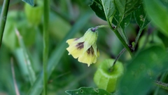 Physalis longifolia subglabrata