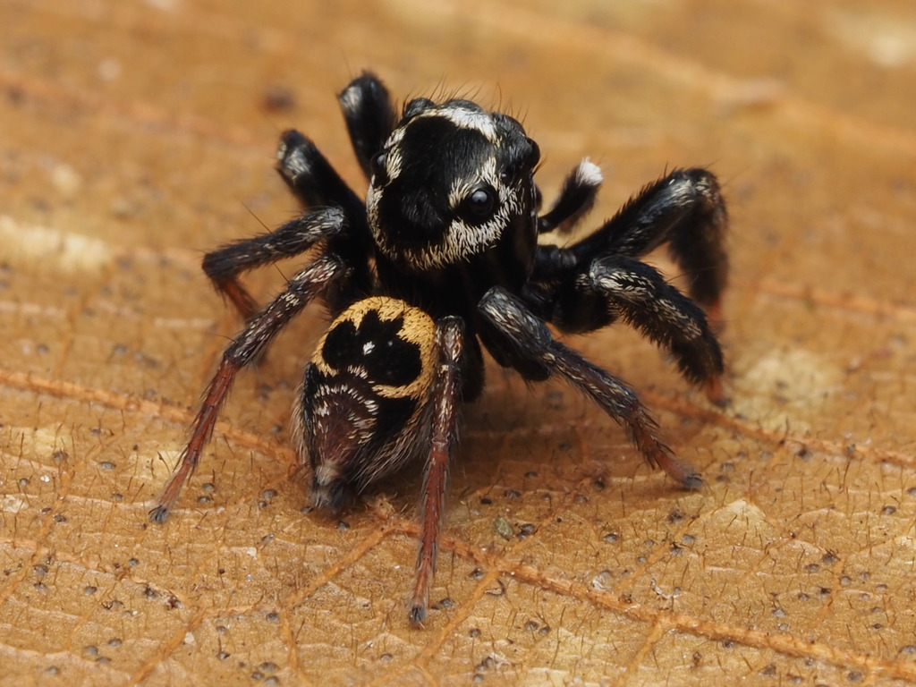Corythalia brevispina