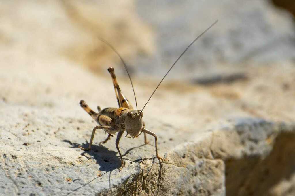Platydecticus onax