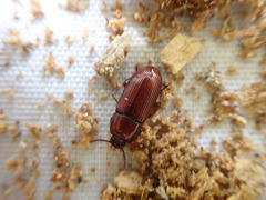 Uloma culinaris