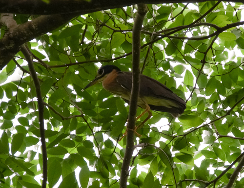 White-backed Night Heron (Calherodius leuconotus), photo 9