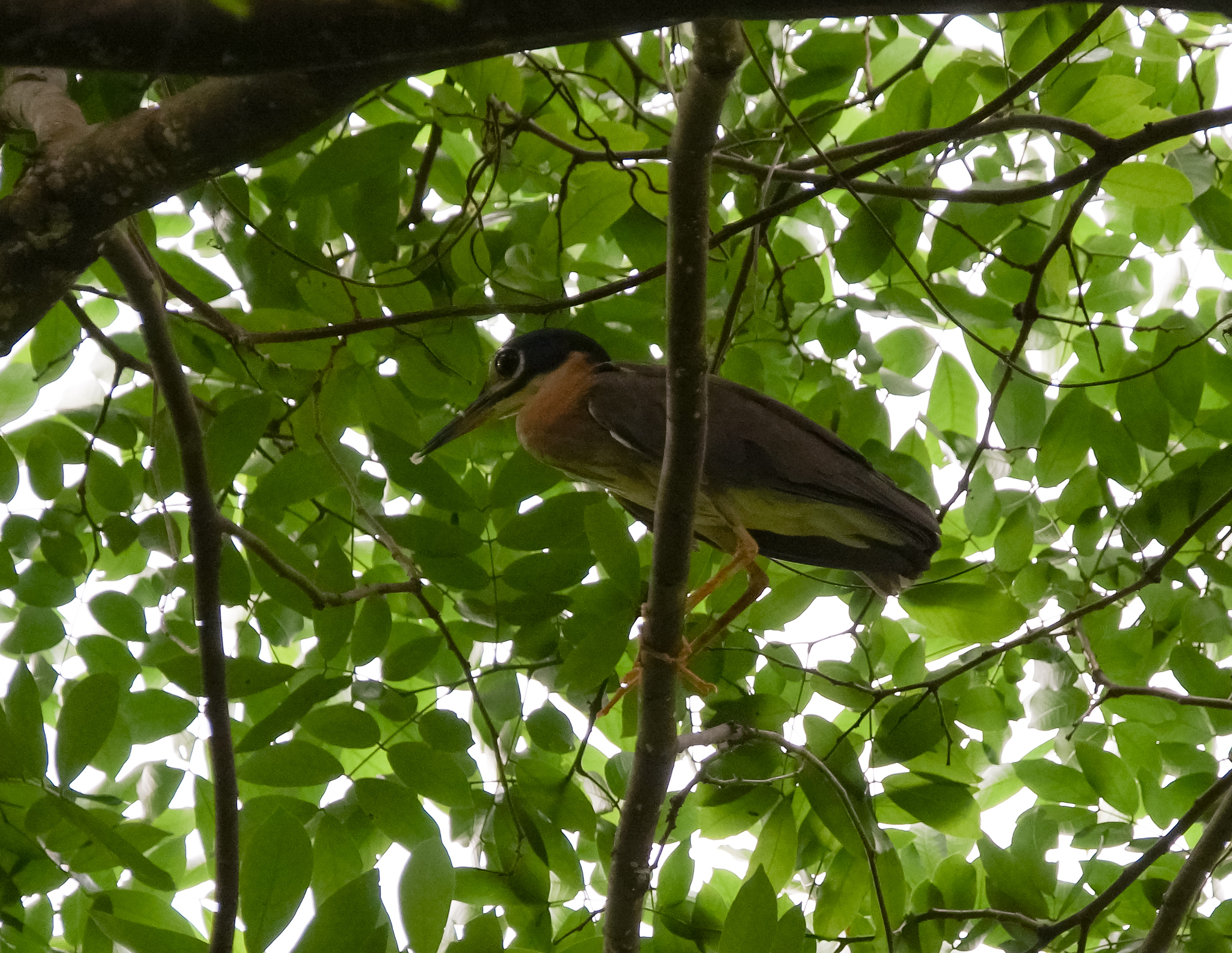 White-backed Night Heron illustration