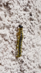 Cydalima perspectalis