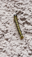 Cydalima perspectalis