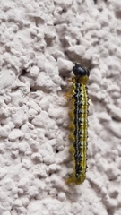 Cydalima perspectalis