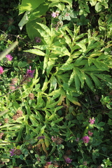 Agasyllis latifolia