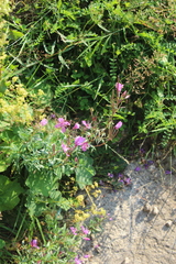 Chamaenerion colchicum