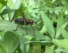 Barbitistes constrictus