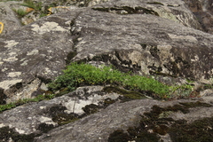 Trifolium polyphyllum