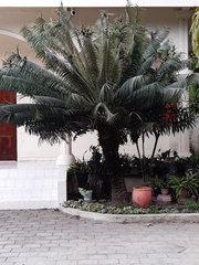 Cycas rumphii