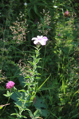 Linum hypericifolium