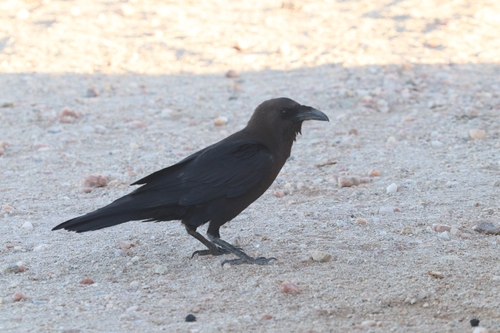 Brown-necked Raven