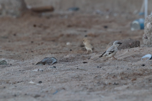 Desert Sparrow