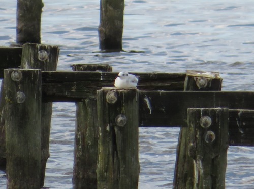 Little Gull, Zuid-Holland, Nederland, photo 7 of 10