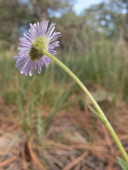 Erigeron tracyi