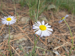 Erigeron tracyi