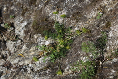 Chamaesciadium acaule