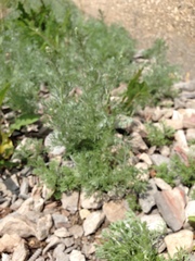 Artemisia austriaca